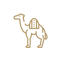 camel